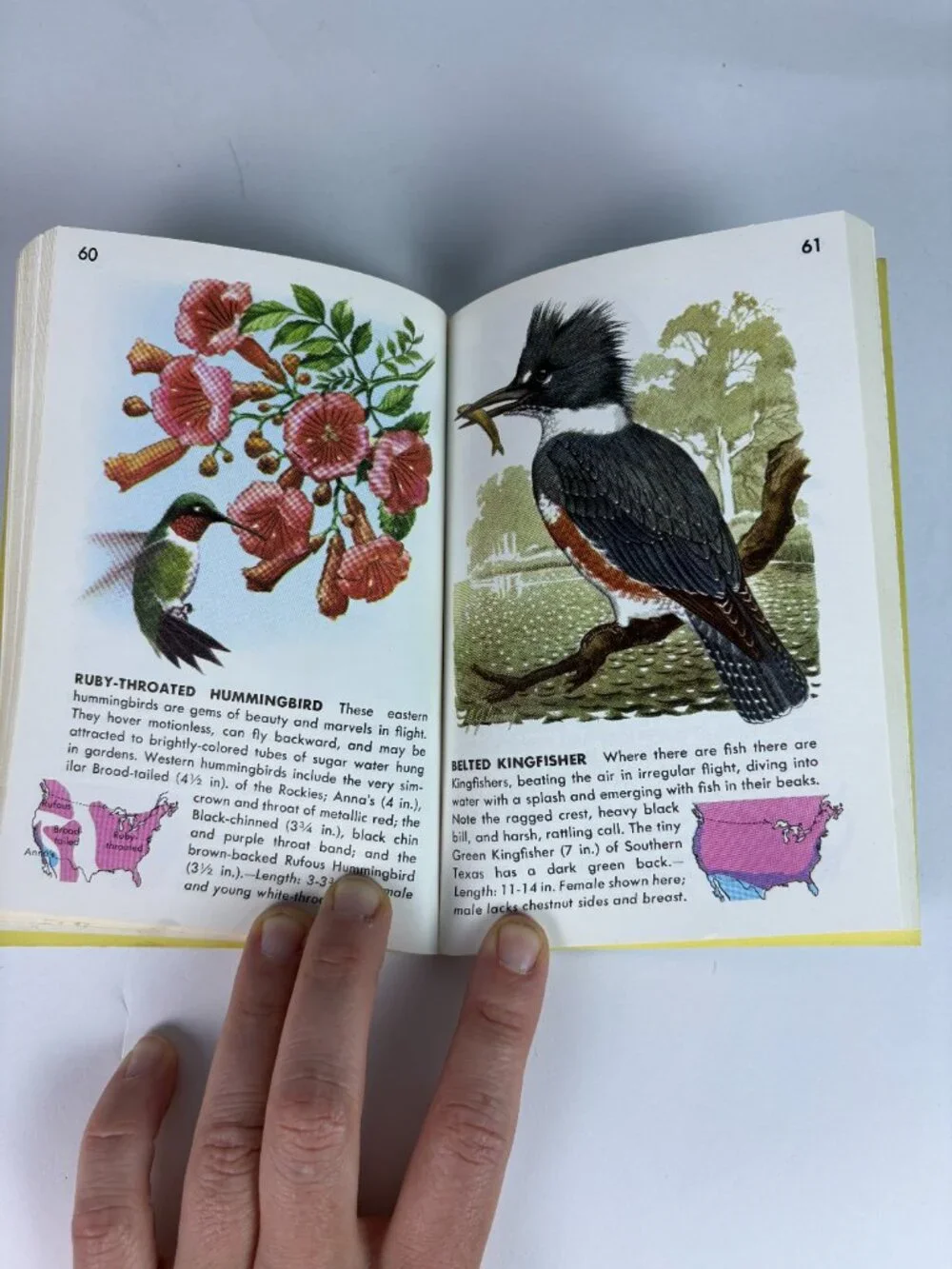 Vintage Golden Guide Birds Field Guide Book by Zim & Gabrielson | Pocket Bird Id